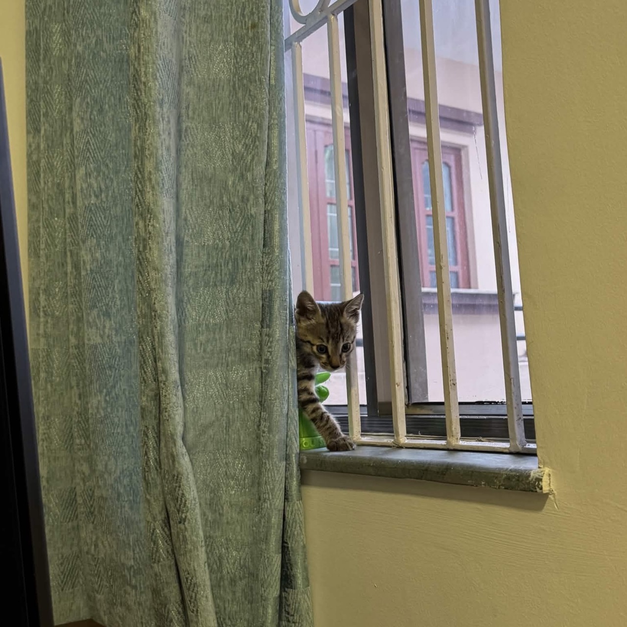 Cat listing