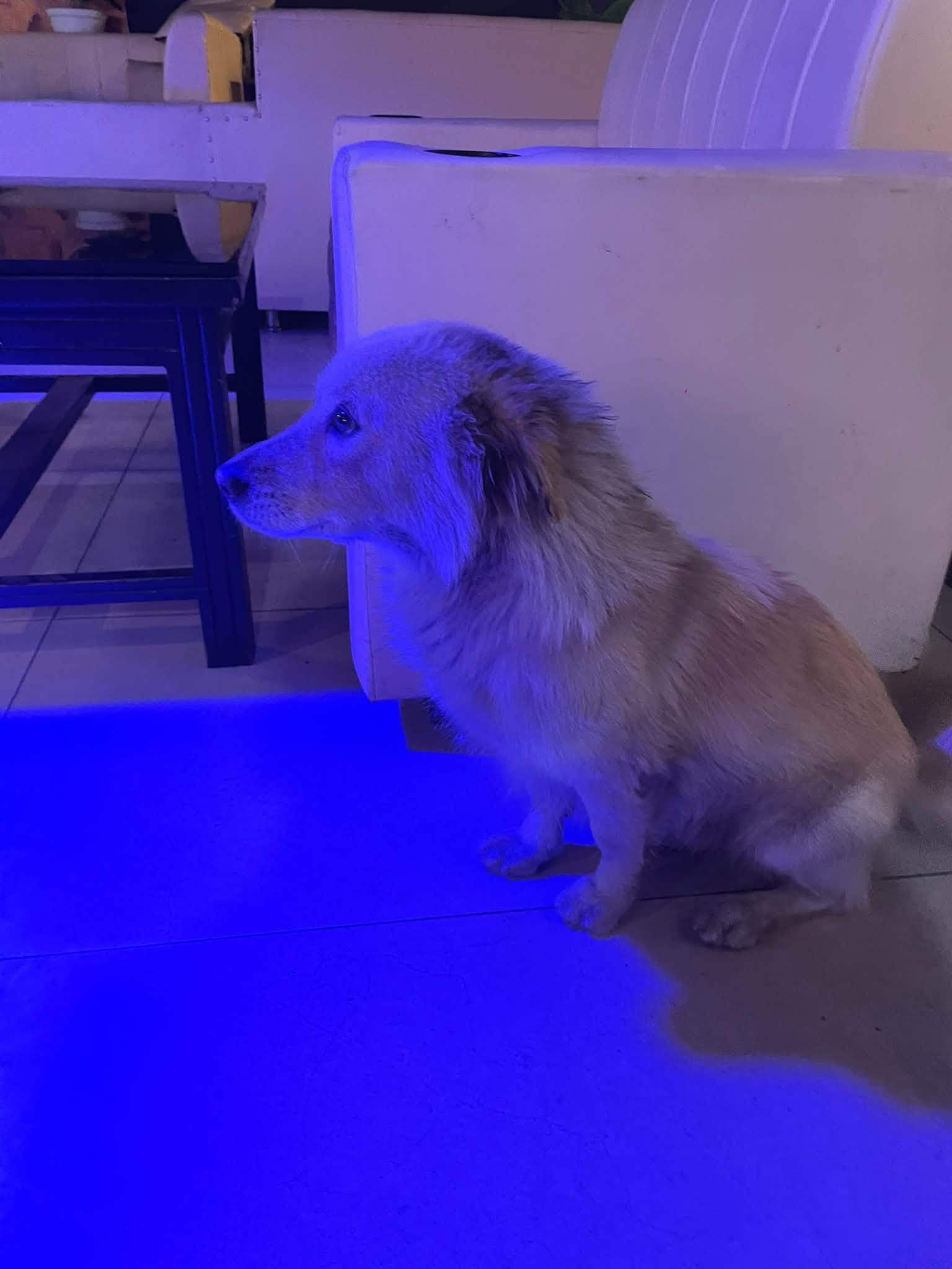 Dog listing