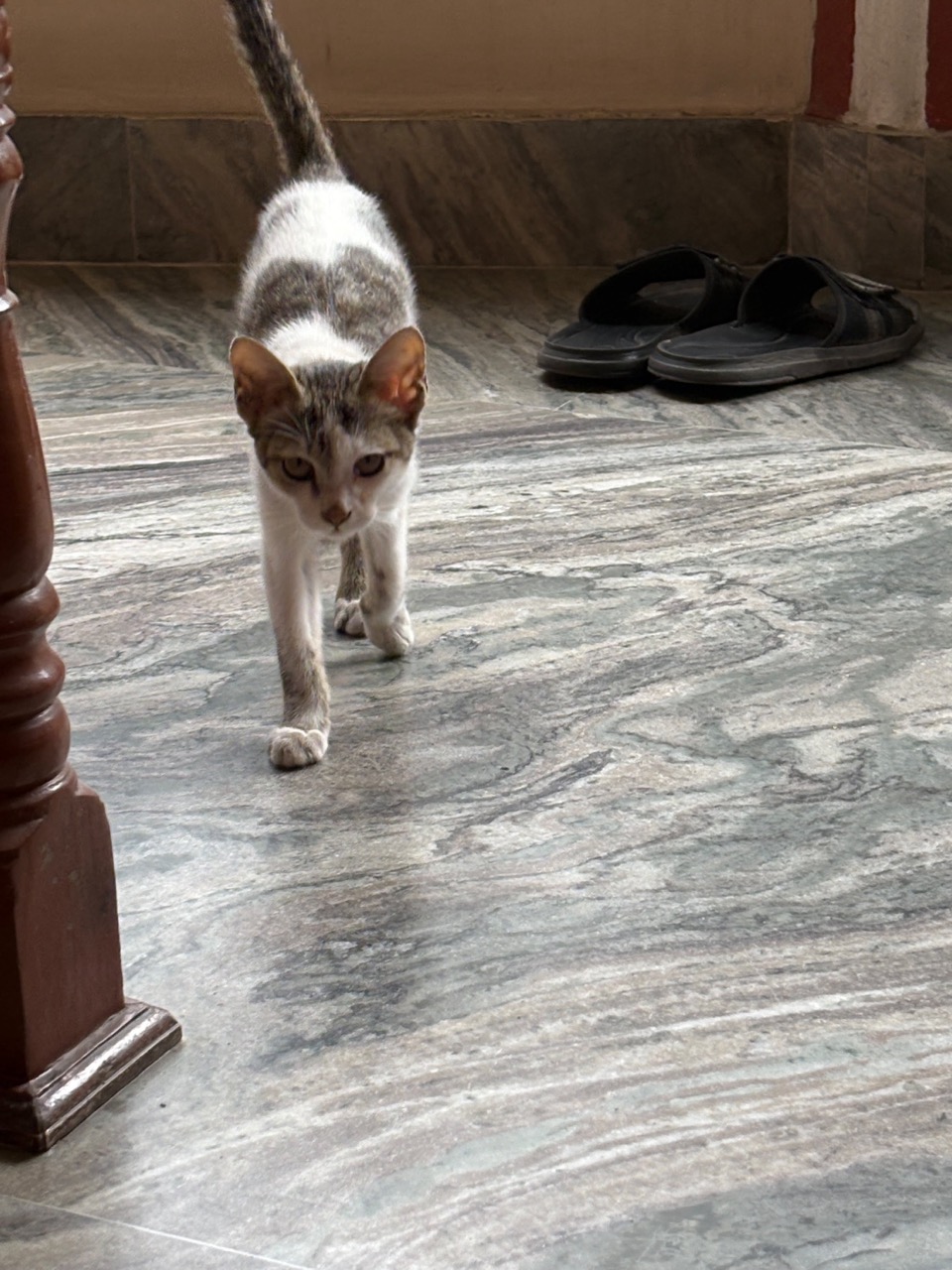 Cat listing
