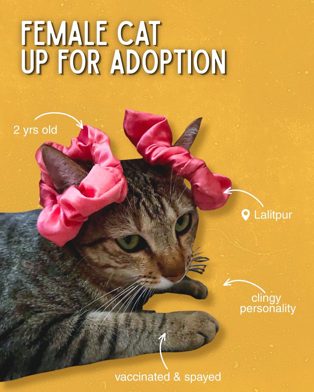 Pink Scrunchy