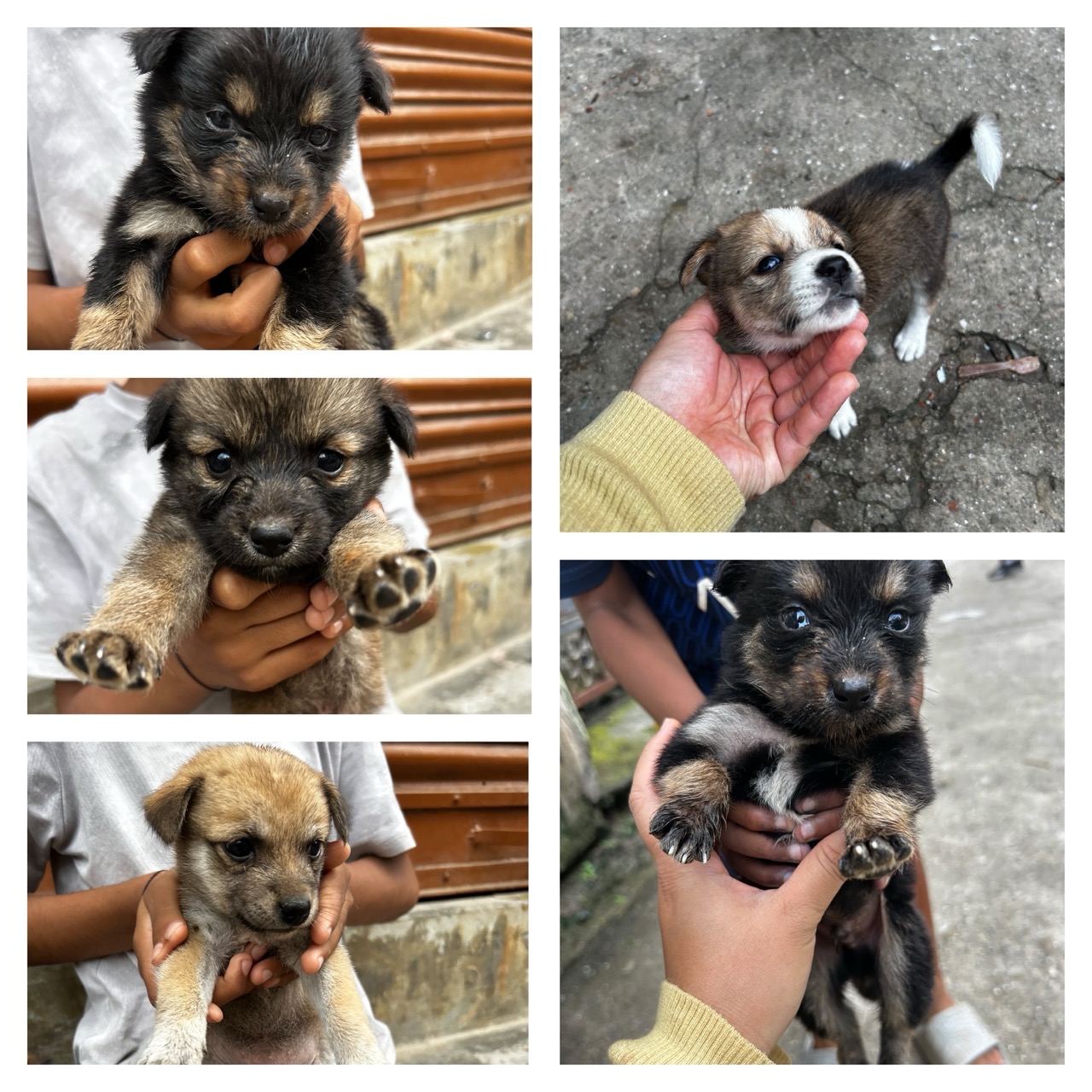 LRI Puppies