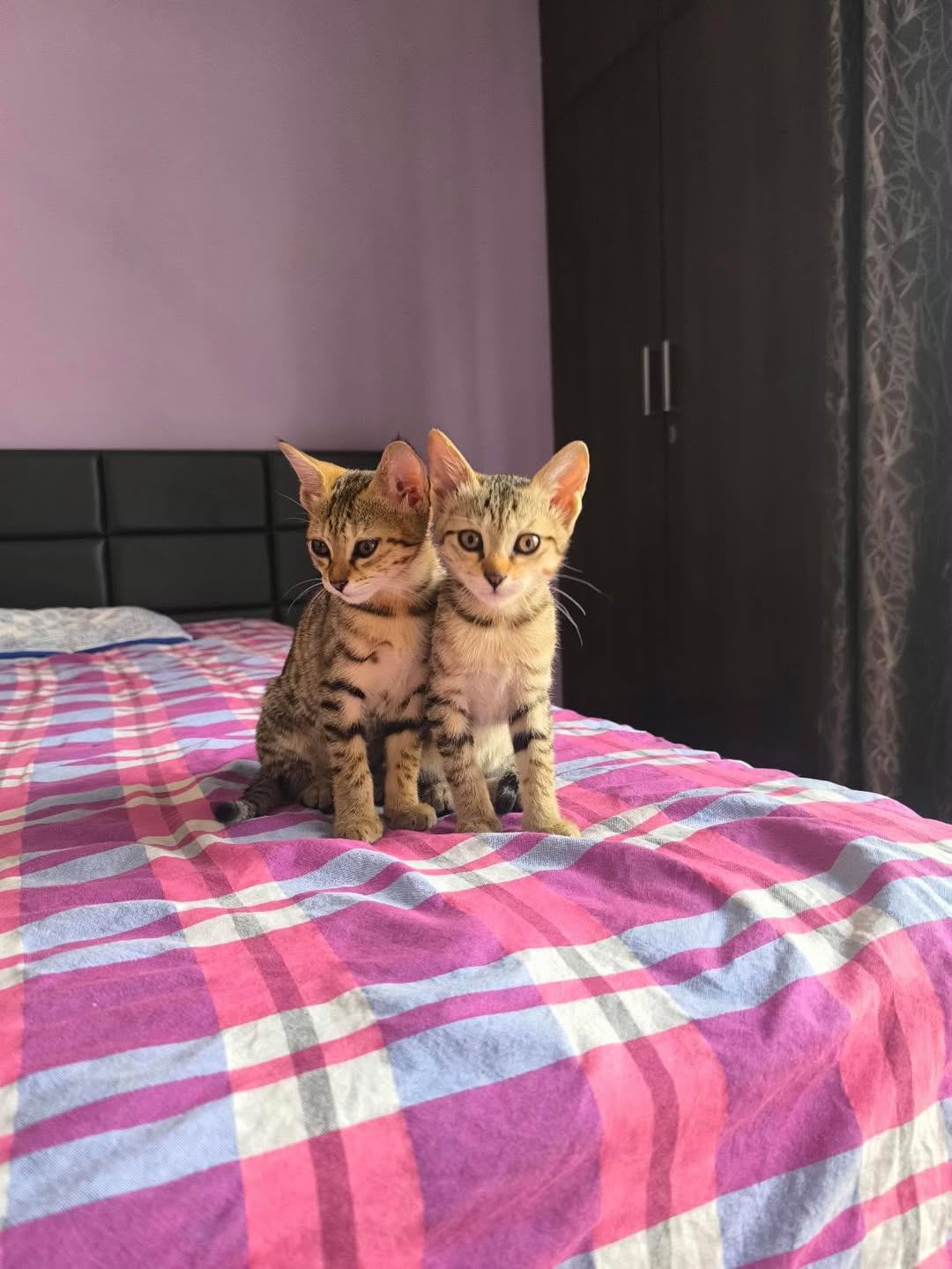 Two Siblings