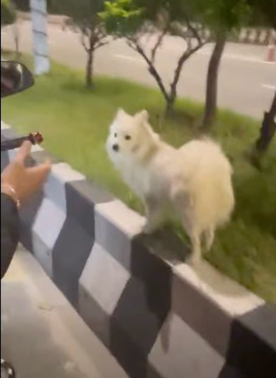 White Spitz